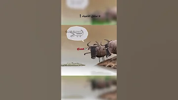 لا تجادل الأغبياء دبلجة مضحكة ضحك اكسبلور السعودية My Kingo كوميديا دوبلاج Shorts 