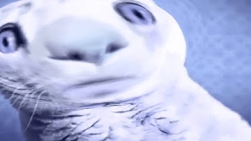 Pr‎e‎v‎‎‎‎‎‎‎ie‎w 2 Numa Cat V9 Effects l Preview 2 Russia Toilet Effects