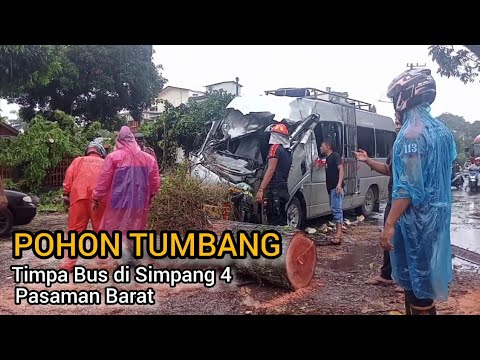 Pohon Tumbang Timpa Bus Pastra Jurusan Medan di Batang Toman Pasaman Barat Jumat 06-05-2022