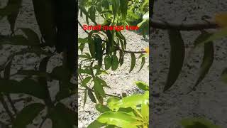 SubhanALLAH❤small mango tree