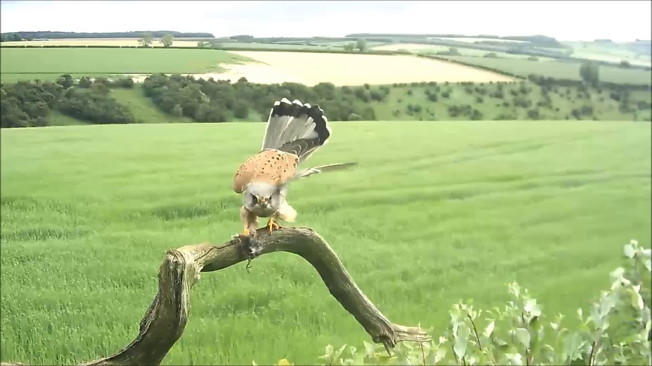 Kestrel Tries to Perch in the High Winds of Storm Hector | Discover Wildlife | Robert E Fuller