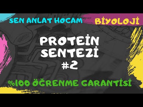 PROTEİN SENTEZİ 2 // PROTEİN SENTEZİ AŞAMALARI// #TYT 2020 // ✅