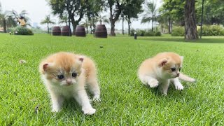 Three kittens where their mother plays in the park  The world is so big and foreign to kittens. by KITTENS CUTE 2,272 views 9 months ago 1 minute, 18 seconds