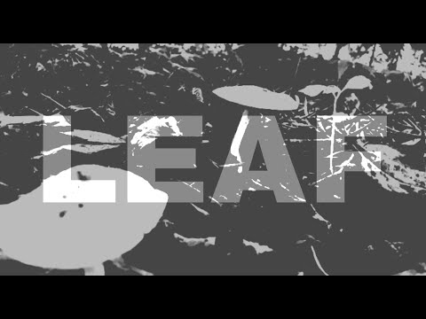 Wink   \   LitscooT   -  LEAF