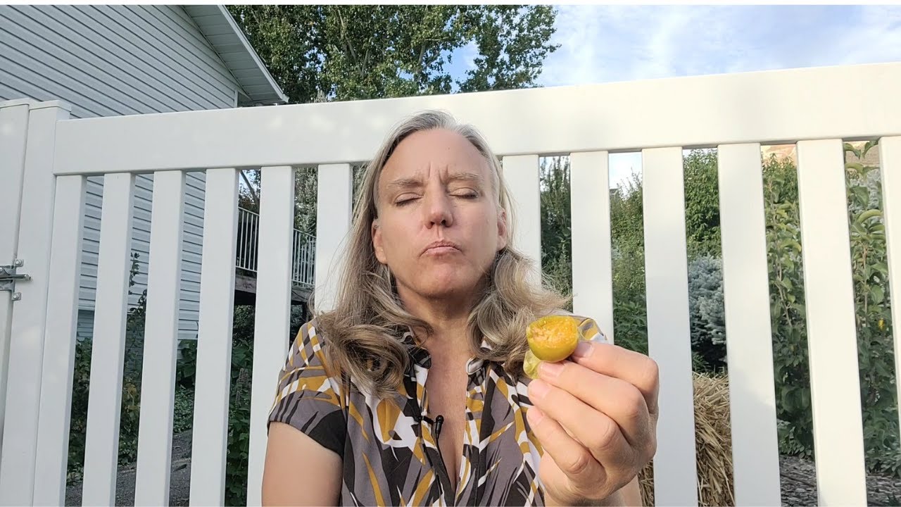 Разница между перуанскими золотистыми ягодами и физалисом