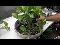 Repotting Pothos