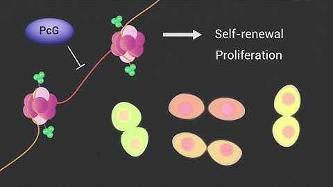 Epigenetics and Polycomb Proteins Snippet5: roles in Cancer