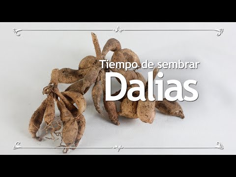 Tiempo de sembrar dalias