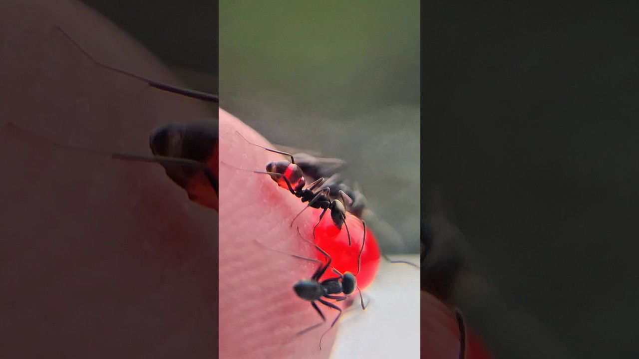 Finding and sharing red liquid sugar with hardworking black ants #timelapse #nature #shorts