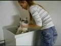 Grooming Sacred Birman cat: the bath の動画、YouTube動画。