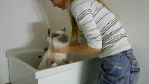 Grooming Sacred Birman cat: the bath