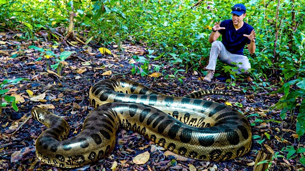 FLAGRAMOS 4 SUCURIS GIGANTES NA AMAZÔNIA E MEDIMOS A MAIOR! Caçadores de Anacondas - E4