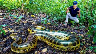 FLAGRAMOS 4 SUCURIS GIGANTES NA AMAZÔNIA E MEDIMOS A MAIOR! Caçadores de Anacondas - E4
