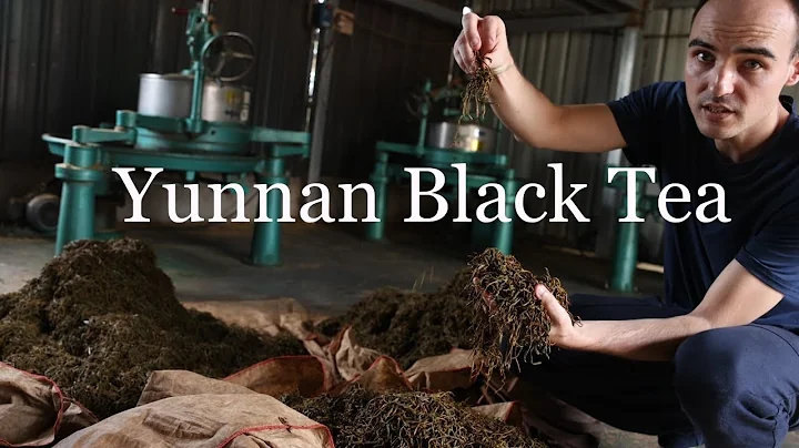 Classic Yunnan Black Tea Processing - DayDayNews