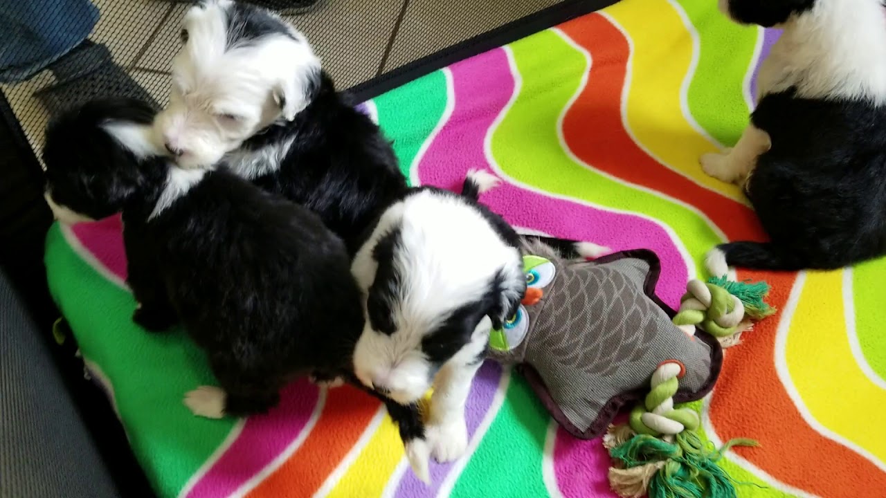 otis the sheepadoodle breeder