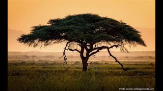 Beautiful Africa.  Relaxing music