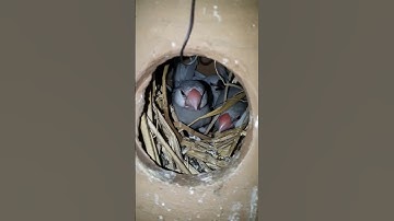 java with family episode 38 #java #javasparrow #australian #birds #parrot