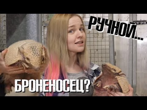 Твой Ручной... Броненосец?!