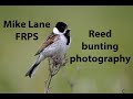 Reed bunting photography