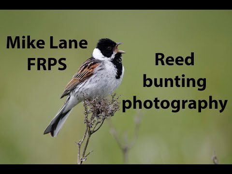 Video: Common reed: description, application, photo