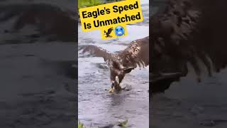 Eagles Are Apex Predators For A Reason 🦅 #short #shorts #eagles #eagle #prey #predator #birdofprey