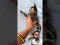 #youtube #youtubeshorts #love #cat