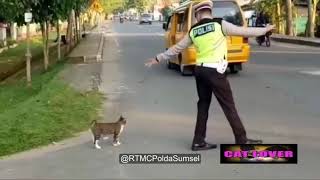 Viral ! Polisi Berjiwa Besar Membantu Kucing Menyeberang Jalan | Cat Lovers Video
