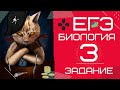 ЕГЭ биология 2020 задание 3 Рохлов