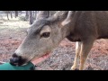 Getting To Know My Local Deer In The Yard ASMR 