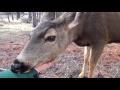 Getting to know my local Deer in the Yard - ASMR