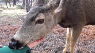 Getting to know my local Deer in the Yard - ASMR