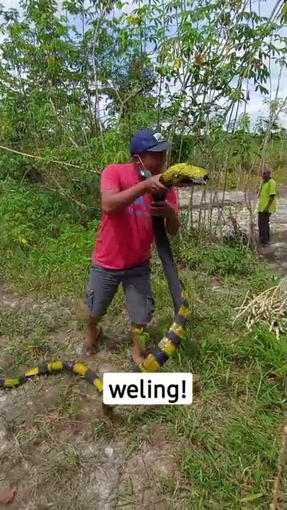 TANGKAP ULAR WELING PALING JINAK SEDUNIA! #shorts SEKEDAR HIBURAN