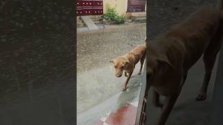 #poor #dogs looking for shelter #heavy #rain