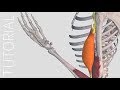 Muscle motion  complete anatomy