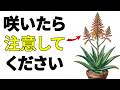 アロエベラがなぜ花を咲かせるのかという謎! アロエが花を咲かせると、あなたに必ずこの変化が訪れます