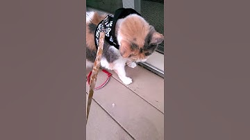 Leash and harness training the cat: lesson #1