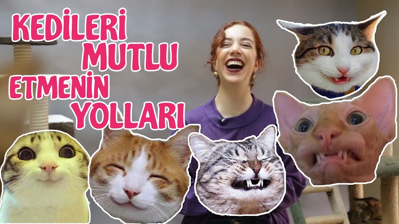 Kedinizi Mutlu Etmenin 10 Kolay Yolu Youtube