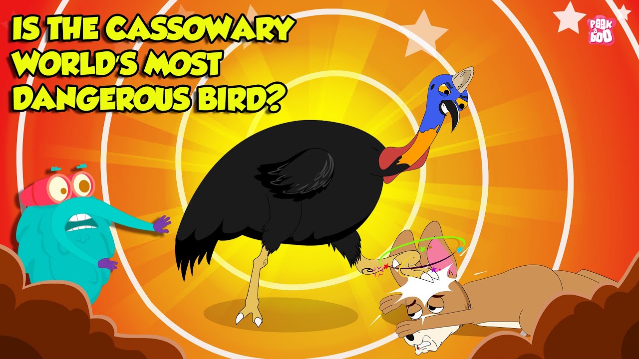 Play: The Cassowary: Dr Binocs on the World's Most Dangerous Bird