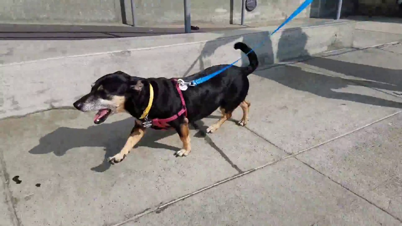Ida Mae, a female Chihuahua mix at Muttville youtube editor apk