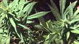 Urban Grower Advanced Nutrients Medical Medicinal Marijuana Cultivation Information segment05