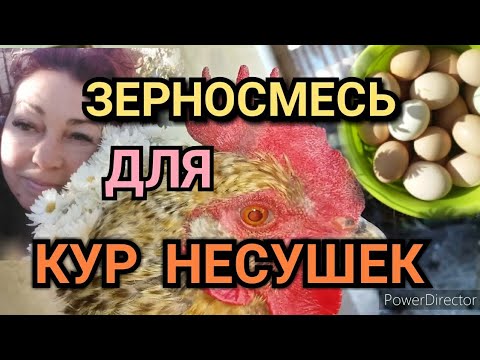 ✔Для Кур Делаю Только Так❗Сбраживание(ФерментацияЗерна для Яйценоскости Кур Несушек/Витамины для Кур