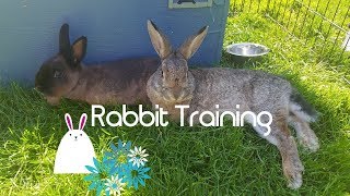 Training My Rabbits to Jump! - How to Train Bunny Rabbits - PART ONE
