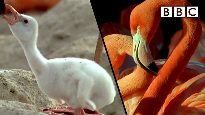 How do zoos keep their flamingos pink? (2023)