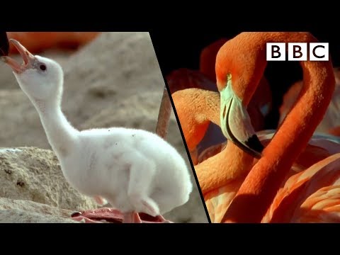 Video: Vai piedzima flamingo?