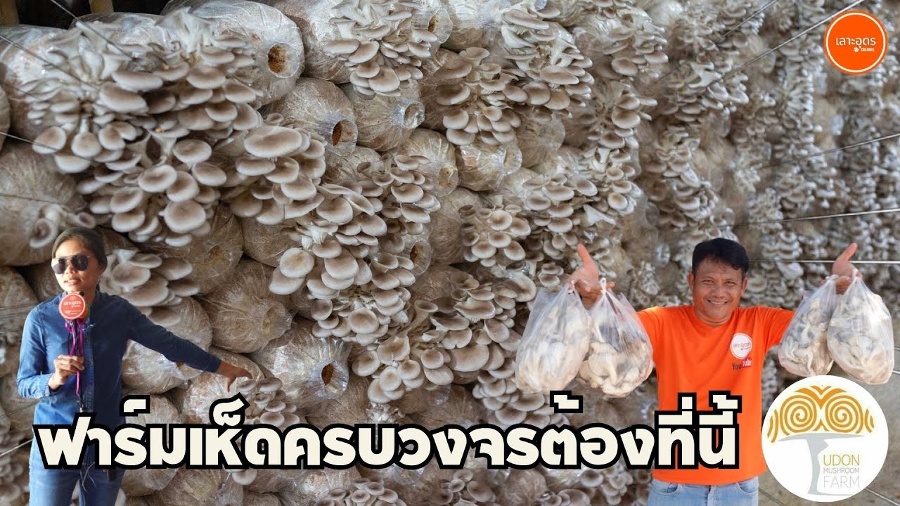 สวนเห็ดอุดร เพาะเห็ดครบวงจรสร้างรายได้สุดปัง #อาชีพหลัก #อาชีพเสริม