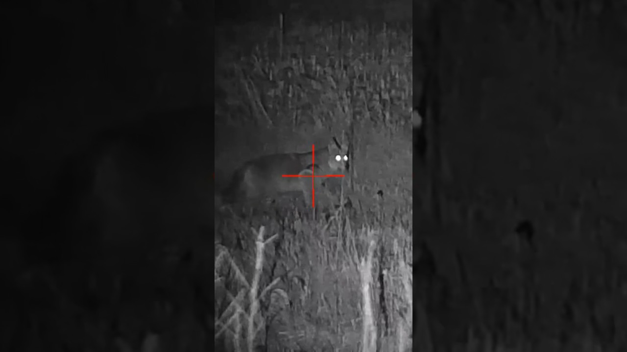 Night Vision Coyote Hunting YouTube