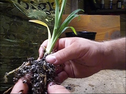 How To Grow Daylily Seeds Part 5 Transplanting Seedlings You How To Grow Daylily Seeds Part 5 Transplanting Seedlings