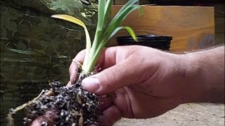 How to Grow Daylily Seeds - PART 5 -  Transplanting Seedlings