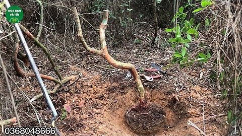 Phôi sim rừng dáng trực thân quái.Hoa bạn và tôi