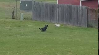 кот убегает от собаки cat running away from the dog кот убегает от собаки cat running away from the dog